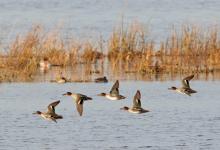 Teal in Flight  DM1698