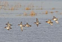 Teal in Flight DM1699