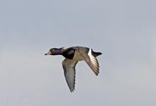 Tufted Duck in Flight