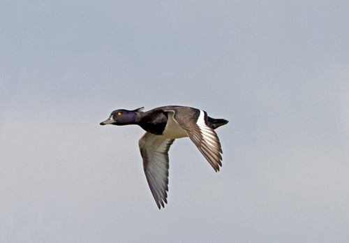 Tufted Duck in Flight