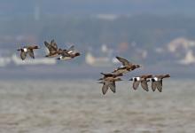  Wigeon in Flight DM2133