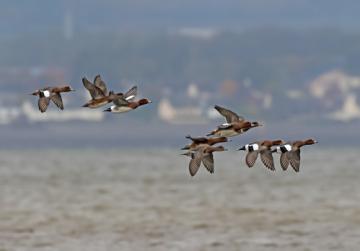 British Birds