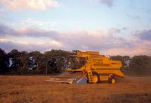 CUTTING GRASS FOR SEED