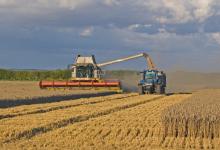 Combining Wheat DMOO55