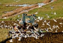 Gulls and Tractor DM1246