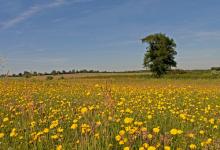 Hawksbit in Se-aside Field