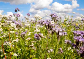 Arable Farming