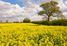 Oil-seed Rape Field 2 DM0045