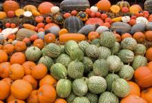 Pumpkins, Gourds and Squashes