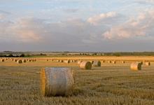 Round Straw Bales DM1261