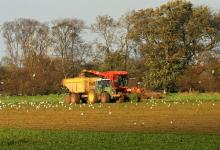 Sugarbeet Harvester