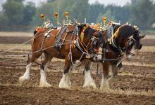 Clydesdale Horses DM1208