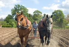 Covering Potatoes DM1218