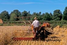 Cutting Wheat DM1199