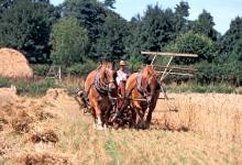 Cutting Wheat DM1222