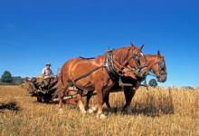 Cutting Wheat DM1223