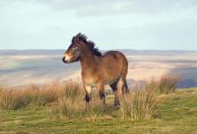 Exmoor Pony DM1195