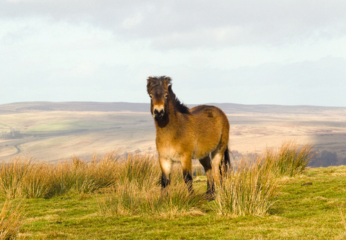 Exmoor Pony DM1196