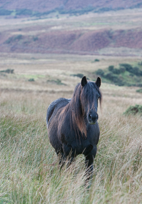 Horses And Ponies