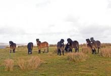 Group of Exmoor Ponies DM1197