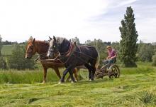 Hay Cutting 2 DM0209