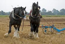 Heavy Horses and Plough DM1210