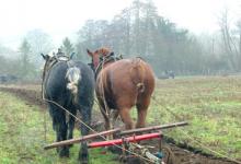 Horse Ploughing DM1200