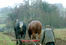 Horse Ploughing DM1203