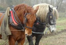 Horse Ploughing DM1205