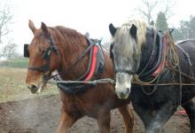 Horse Ploughing DM1206