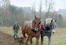 Horse Ploughing DM1224