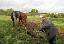 Horse Ploughing Rest Time DM0213