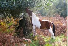 New Forest Pony 2 DM0210