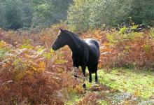 New Forest Pony DM0214