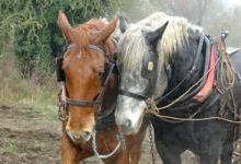 Perceron and Suffolk Punch Heavy Horses DM1201
