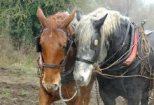 Perceron and Suffolk Punch Heavy Horses DM1201