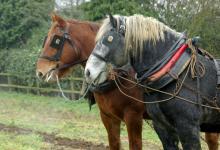 Perceron and Suffolk Punch Heavy Horses DM1207