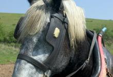 Percheron