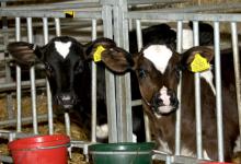 Calf Feeding Time 4 DM0284