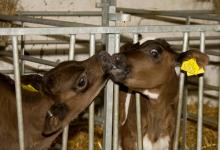 Calf Feeding Time 5 DM0285