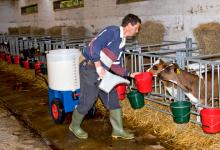 Calf Feeding Time