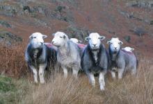 Herdwick Sheep DMO289