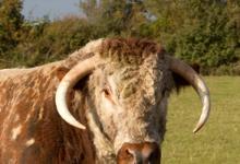 Longhorn Bull DM1268