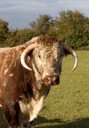 Longhorn Bull DM1268
