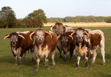 Livestock Farming