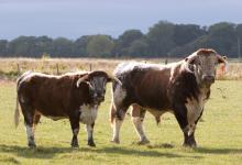 Longhorns [Cow and Bull] DM1275