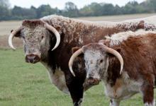 Longhorns [Cow and Bull] DM1277