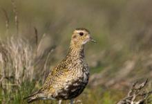 Golden Plover DM0296