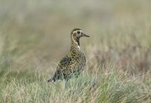 Golden Plover DM0991