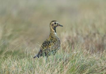 Moorland